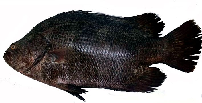 Lobotes surinamensis_07